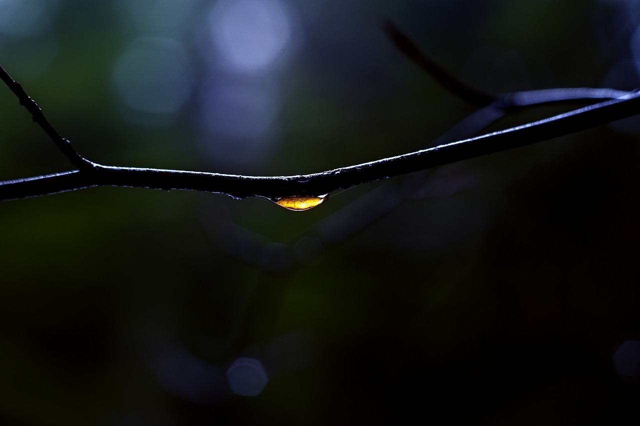 macro  drop  branch free photo