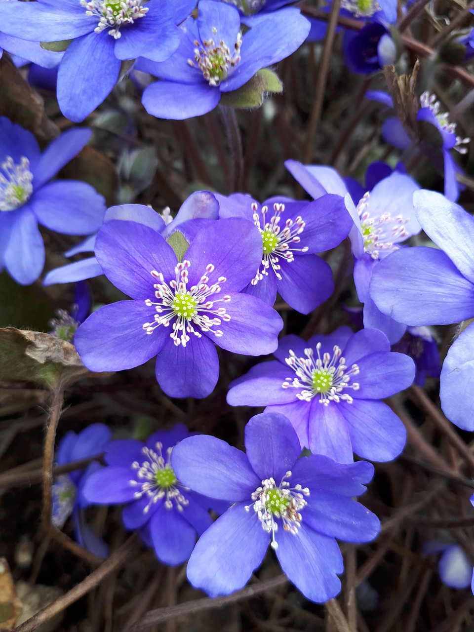 macro  spring  flowers free photo