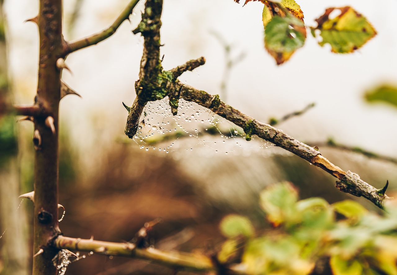 macro  detail  drops free photo