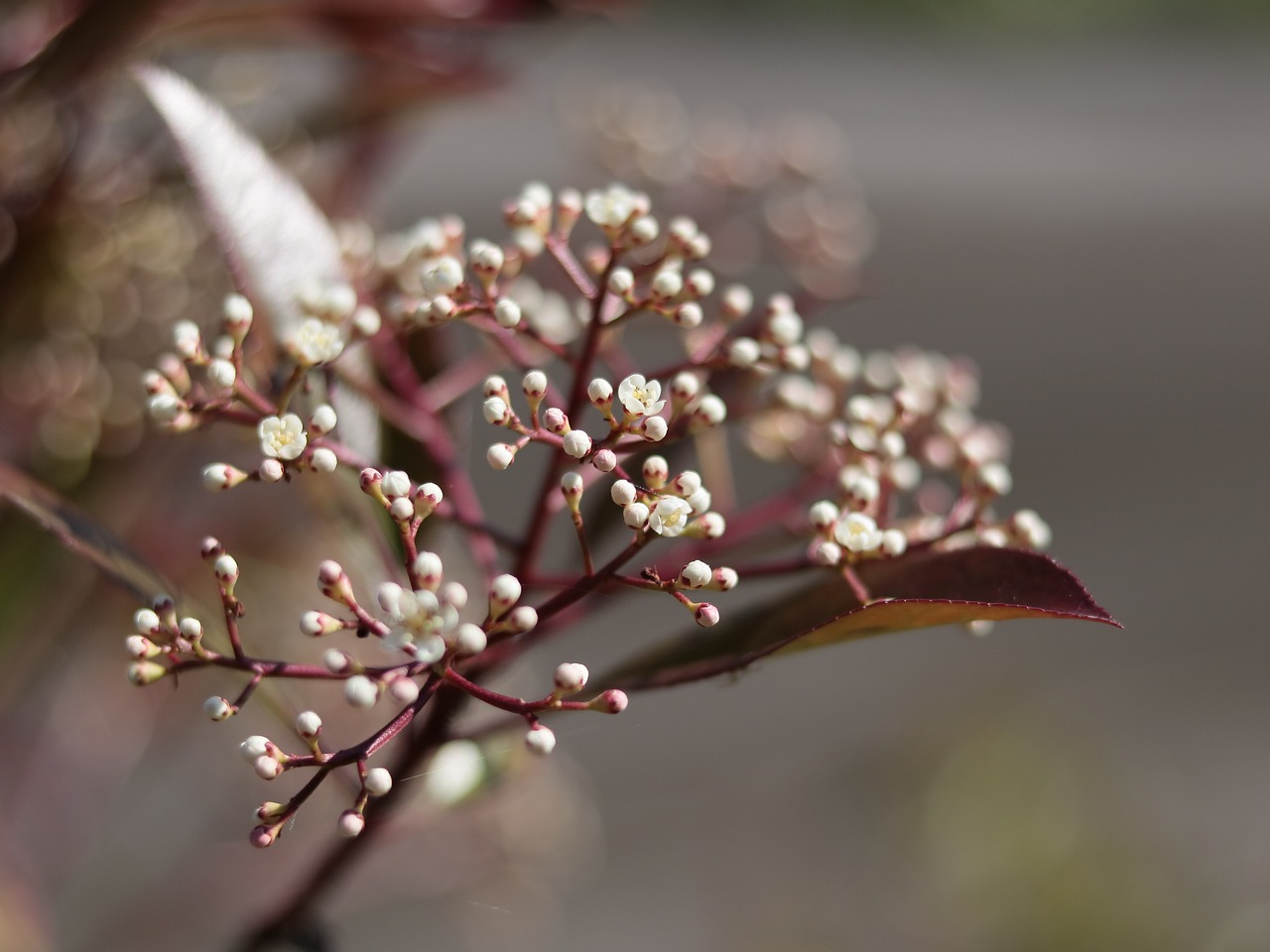 macro  picture  flower free photo