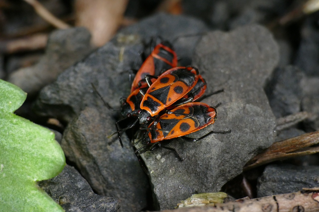 macro  nasty fire bug  pyrrhocoris apterus free photo