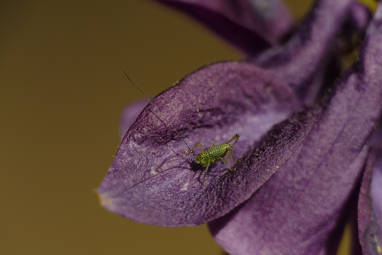 macro  grasshopper  insect free photo