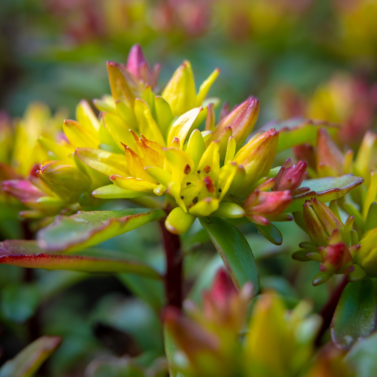 macro  bloom  botanical free photo