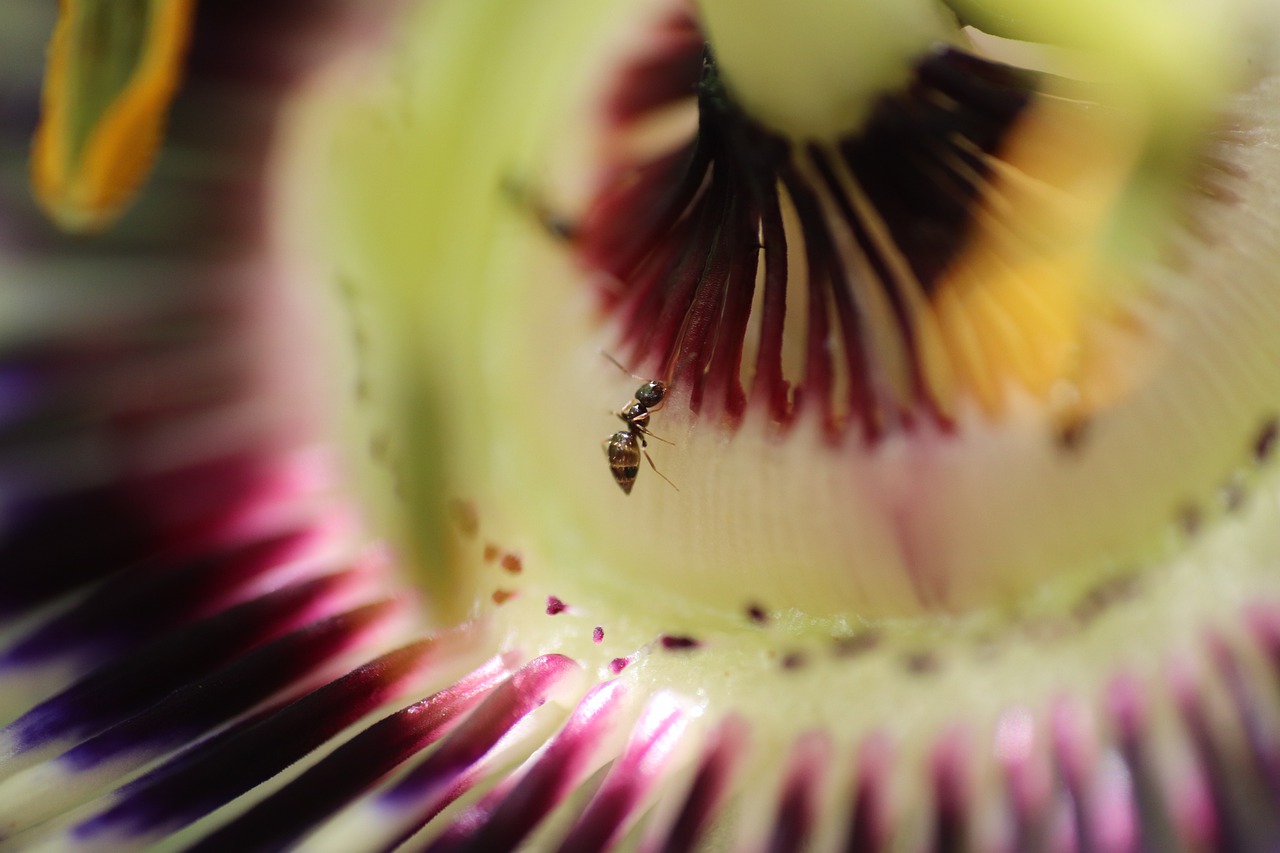 macro  passion flower  ant free photo