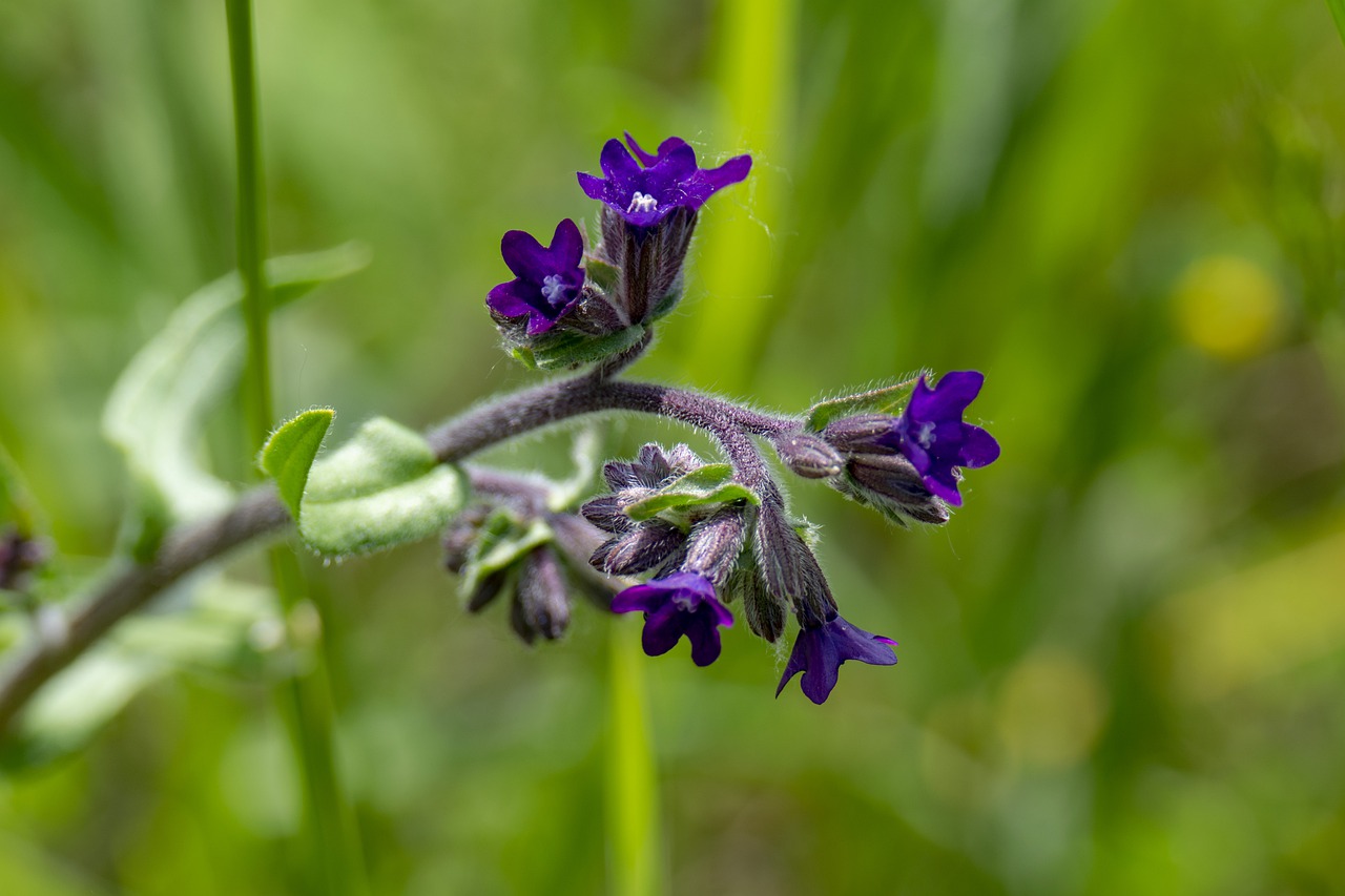 macro  flower  wildflower free photo