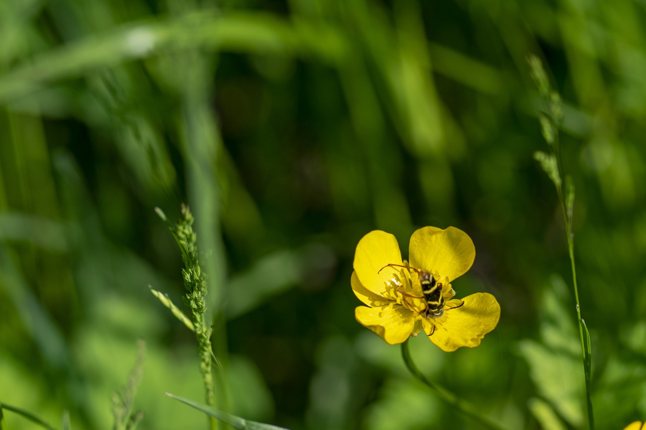 macro  flower  wildflower free photo