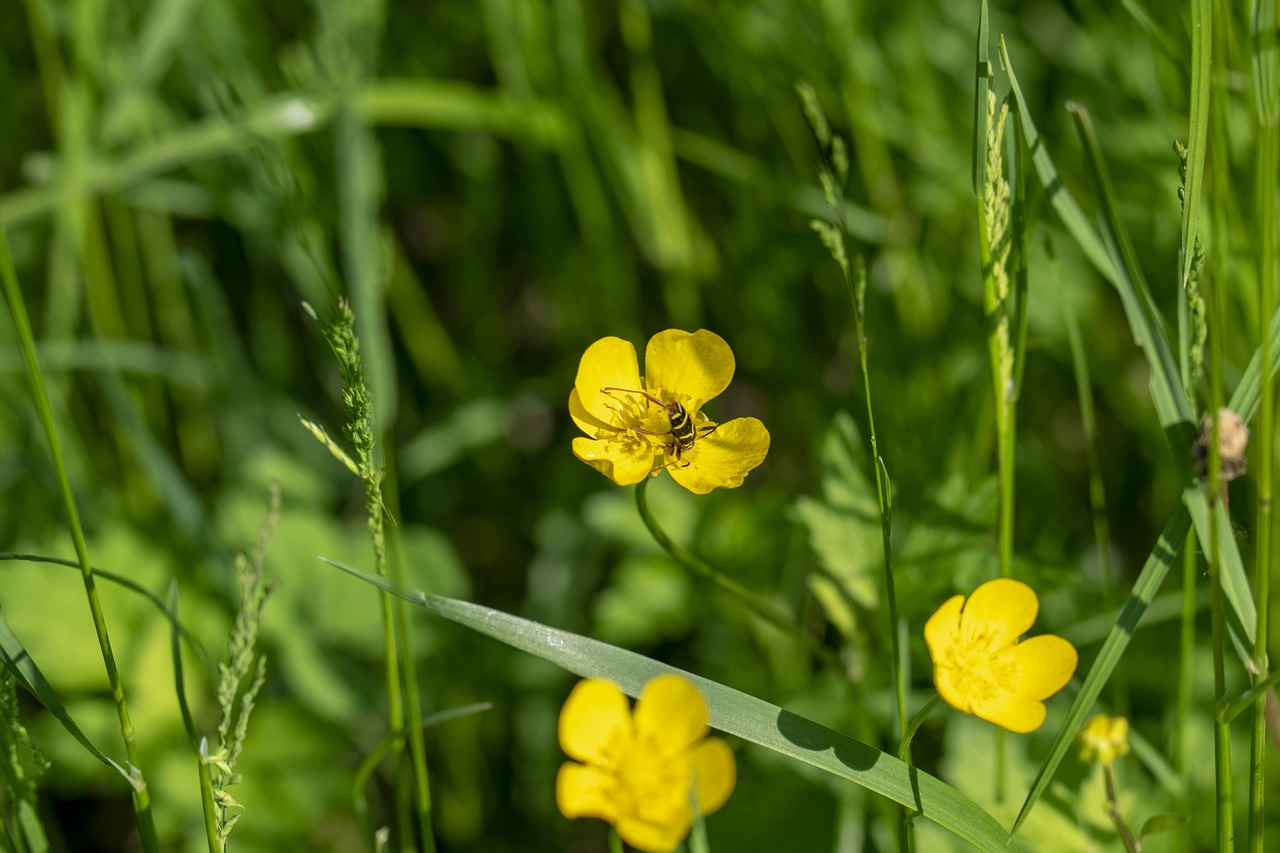 macro  flower  wildflower free photo