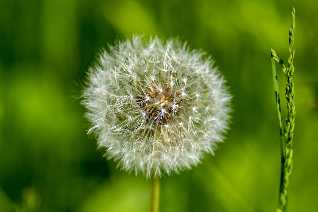 macro  nature  dandelion free photo