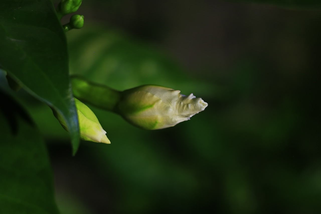 macro  green  nature free photo