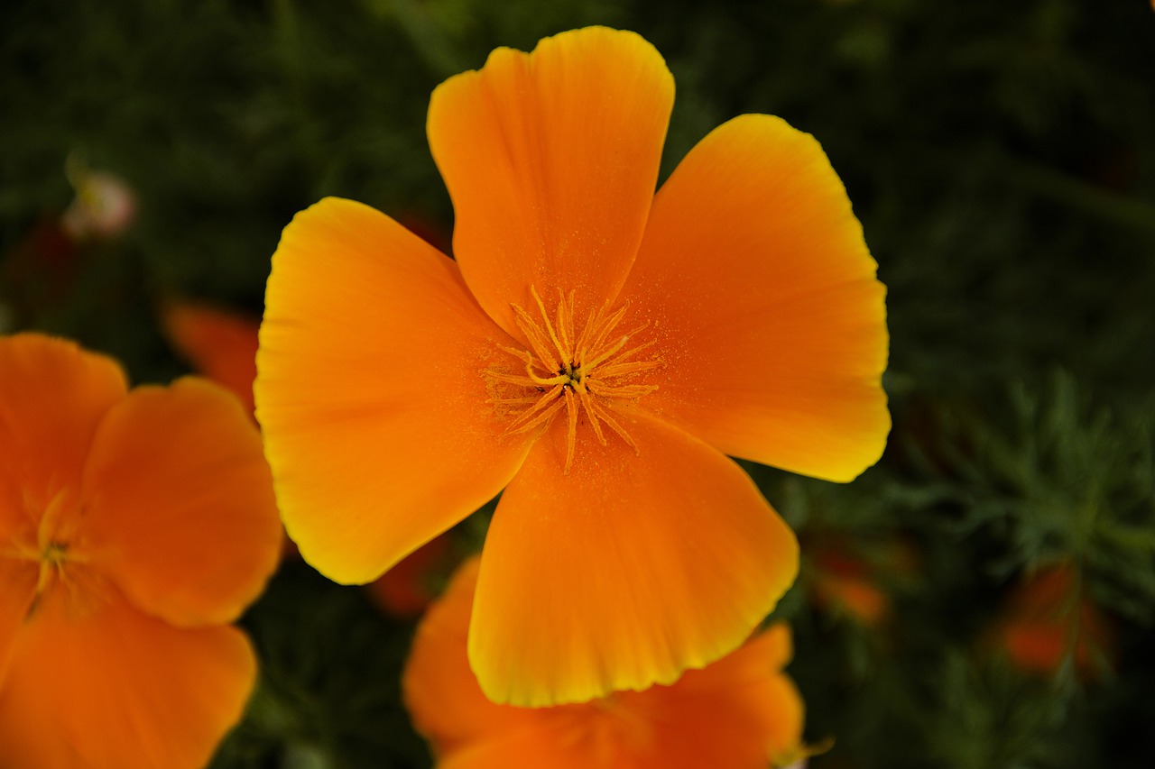 macro  flower  bloom free photo