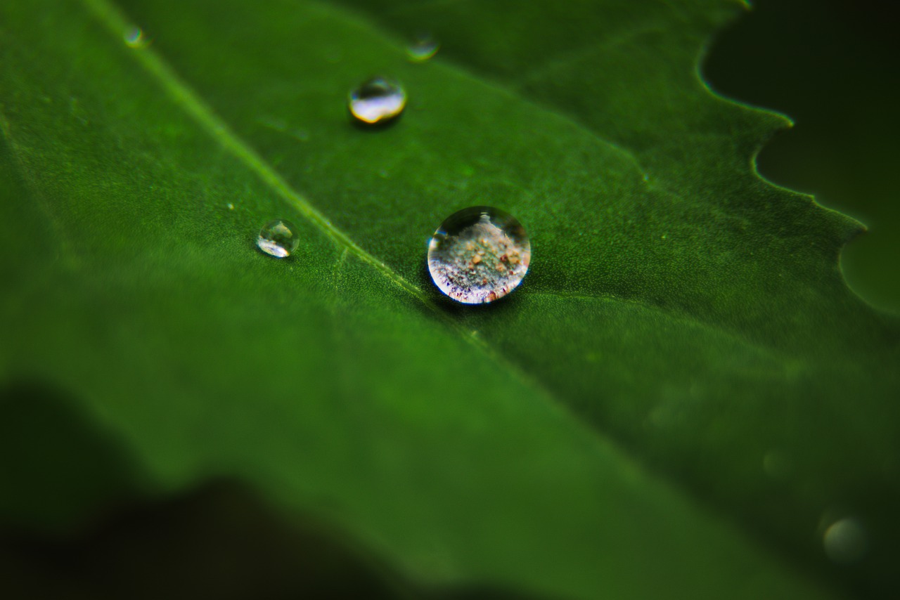 macro  leaf  drip free photo