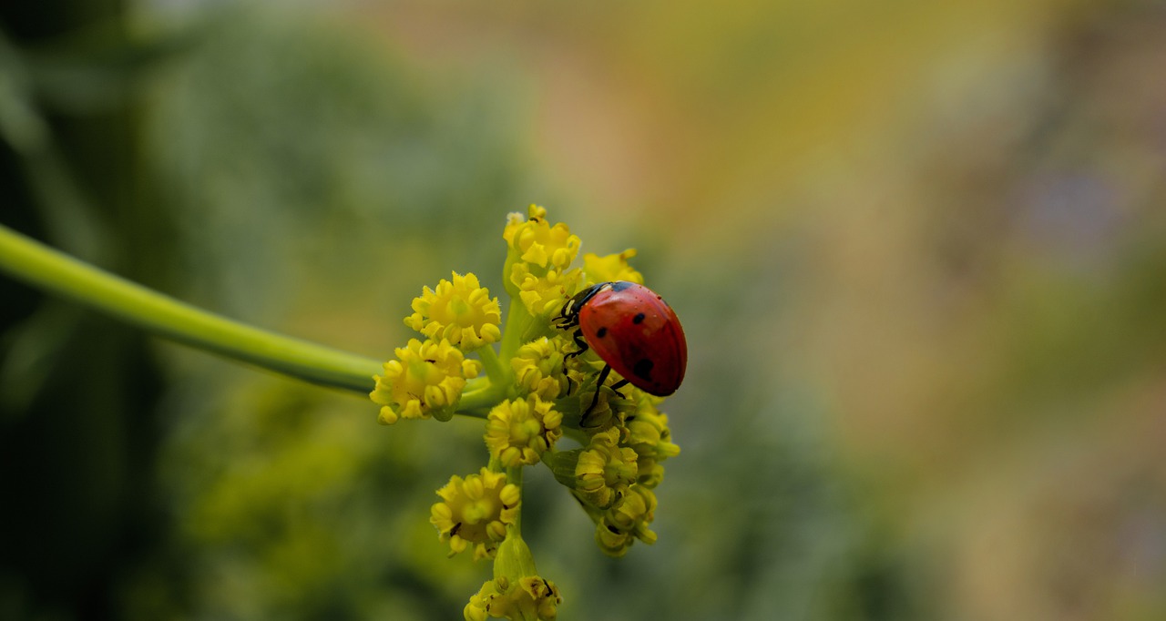 macro  plants  earth free photo