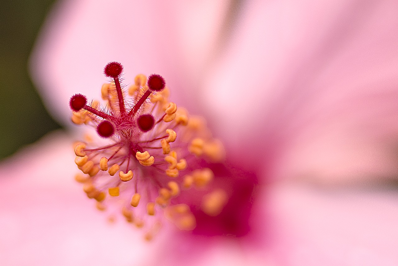 macro  flower  plant free photo