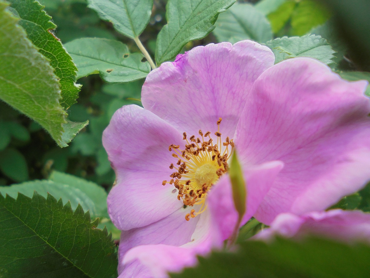 macro  nature  flower free photo