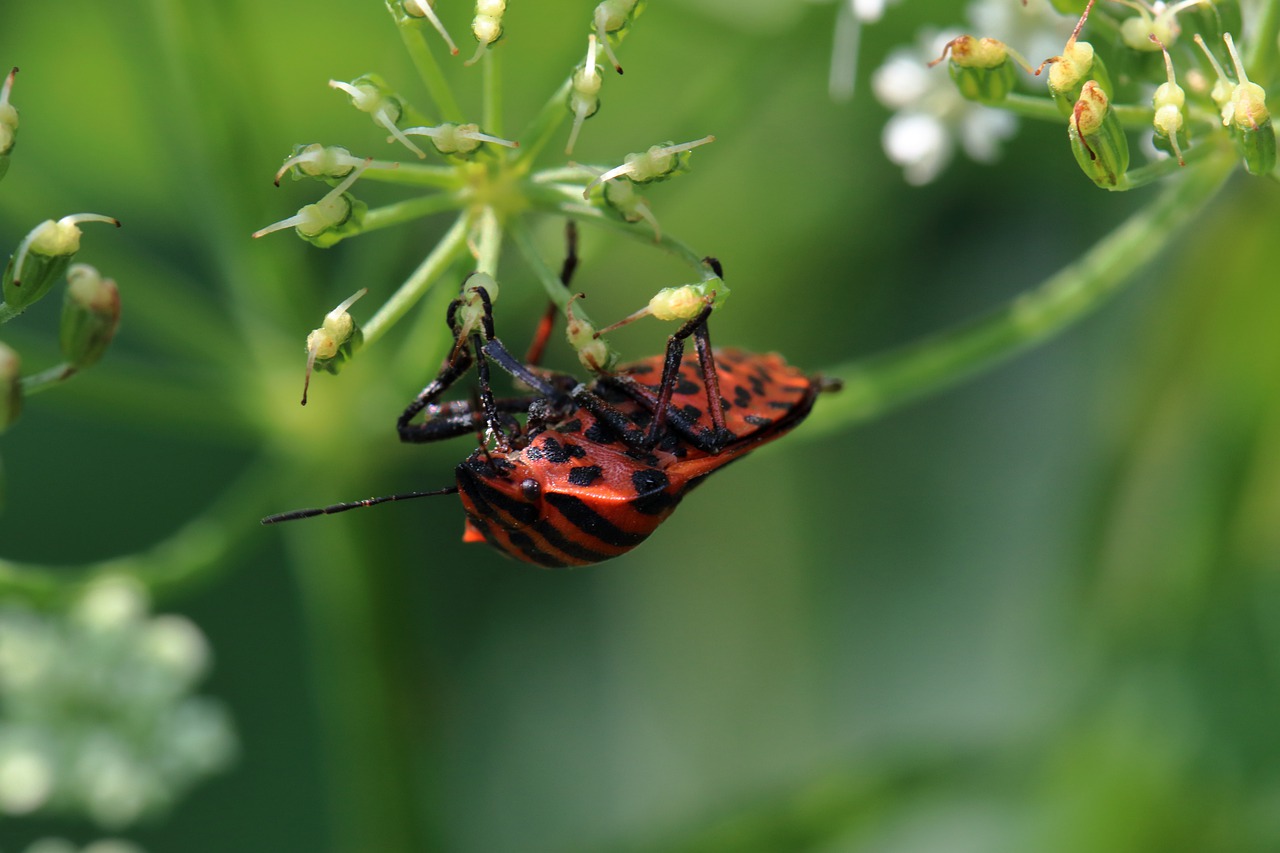 macro  insect  nature free photo