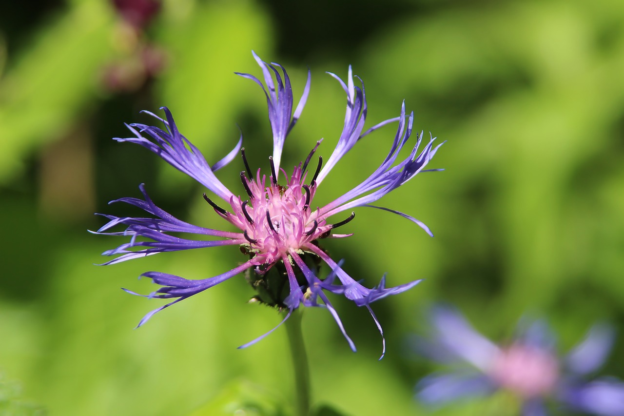 macro  flower  garden free photo