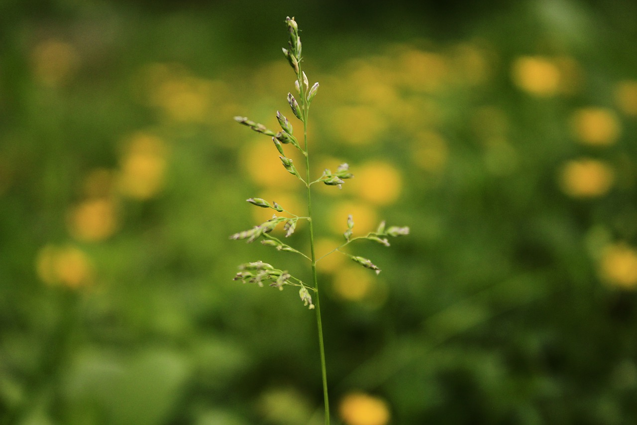 macro  greens  yellow free photo