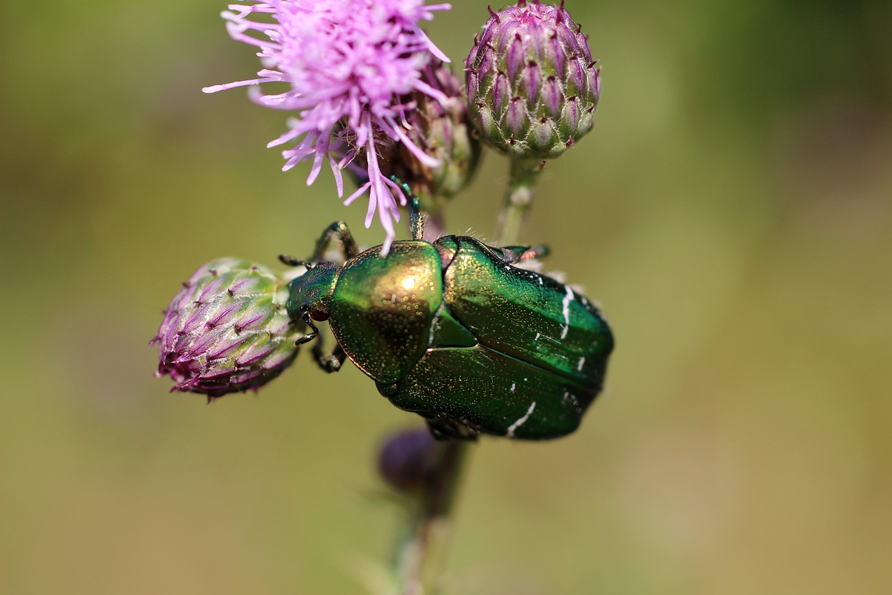 macro  nature  summer free photo