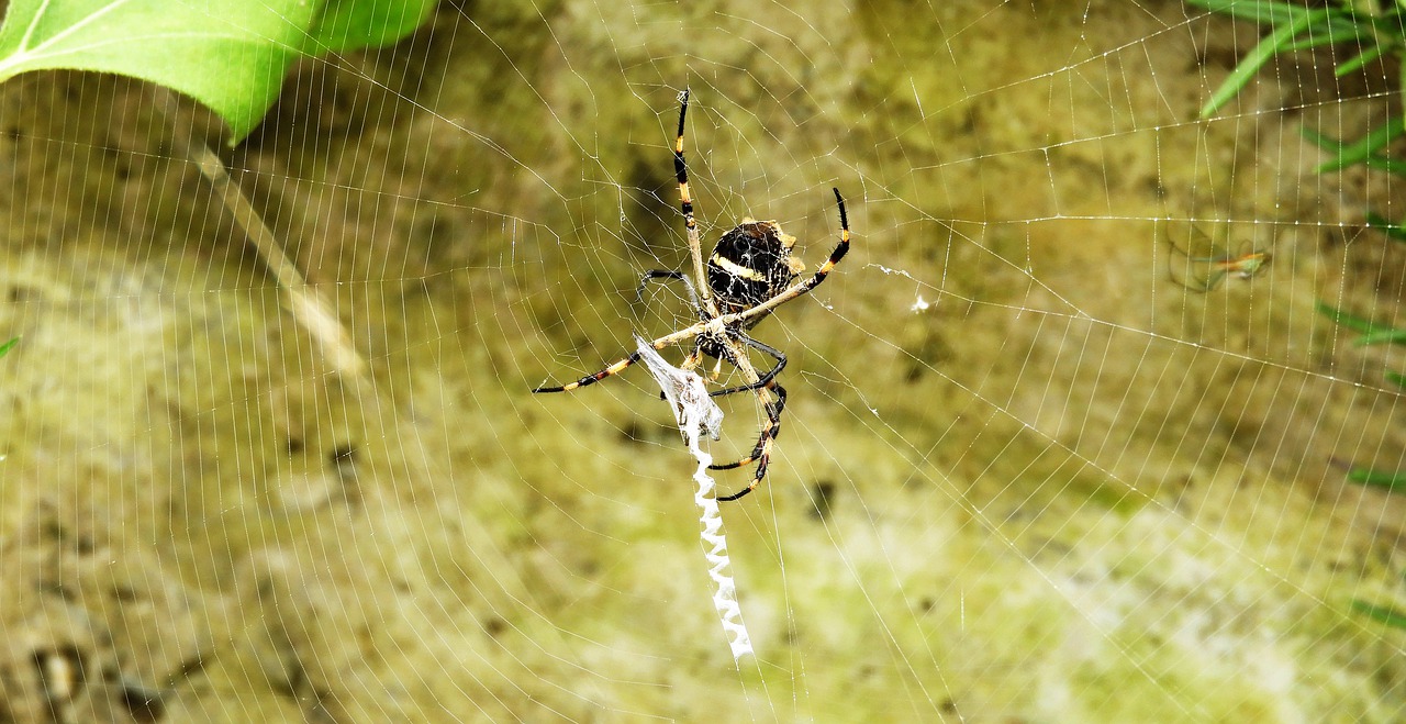 macro  insect  spider free photo