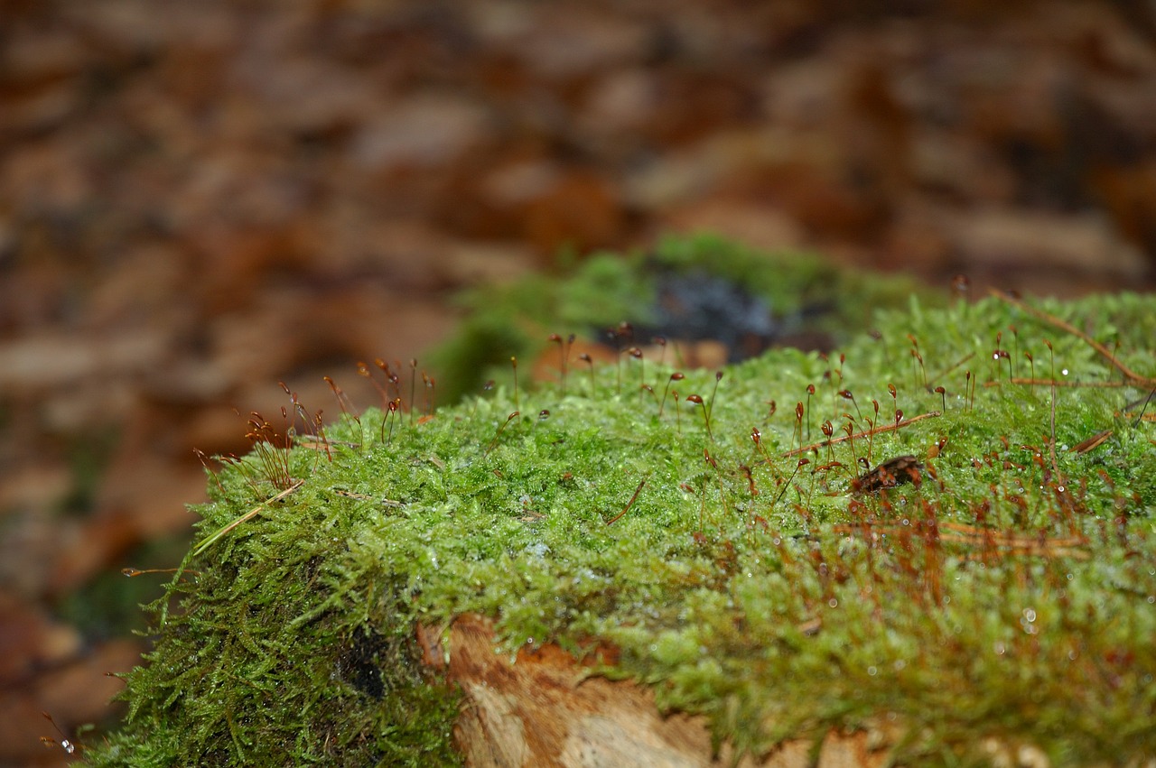 macro forest moss free photo