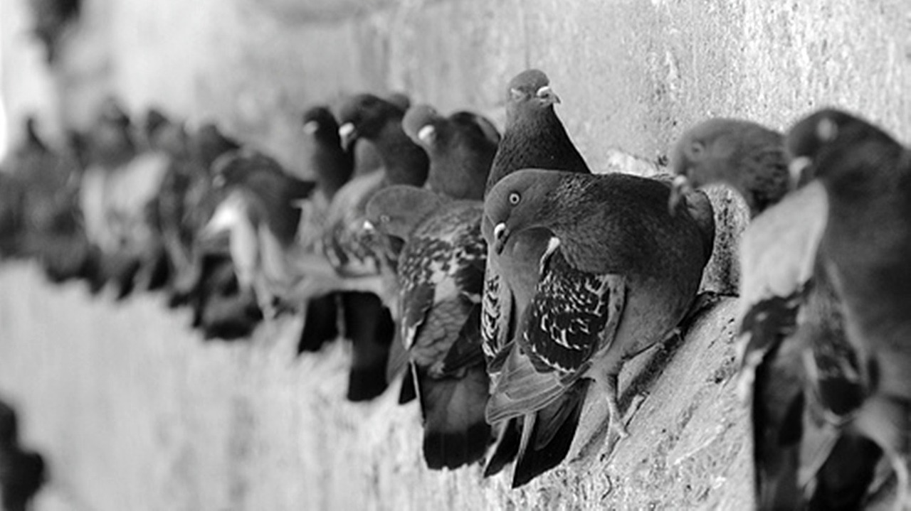 macro nature pigeon free photo