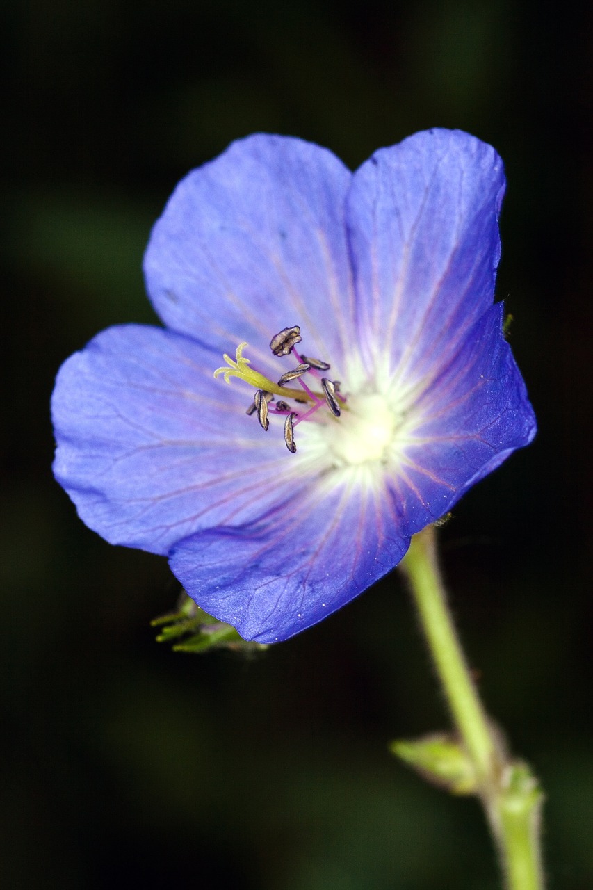 macro flower violet free photo