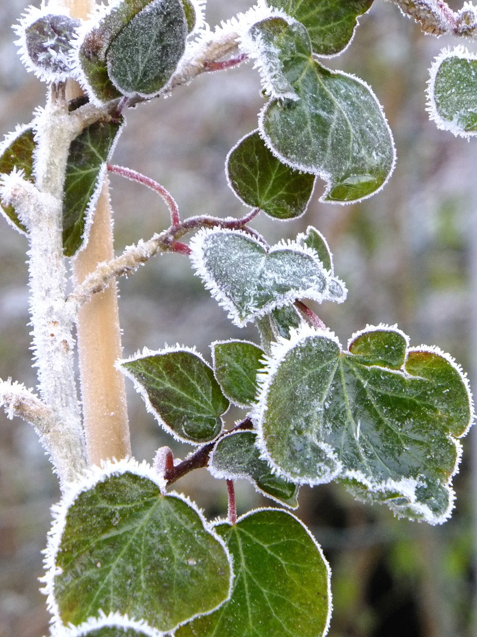 macro frost ivy free photo