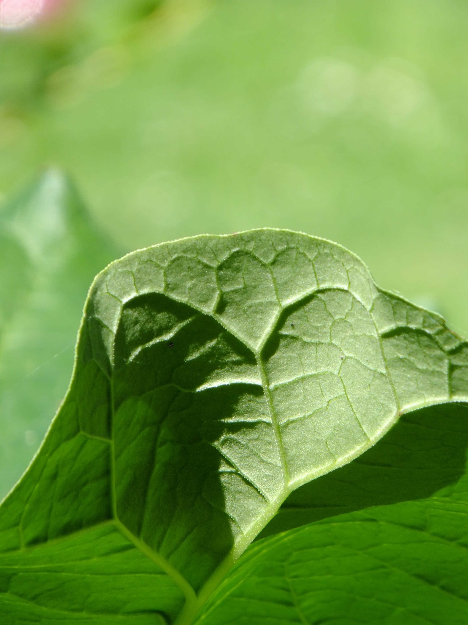 macro green plant free photo