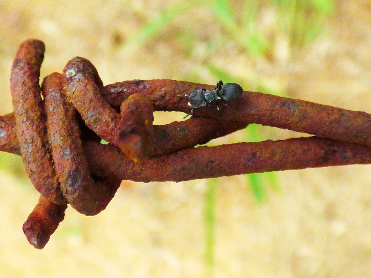 macro wire rust free photo