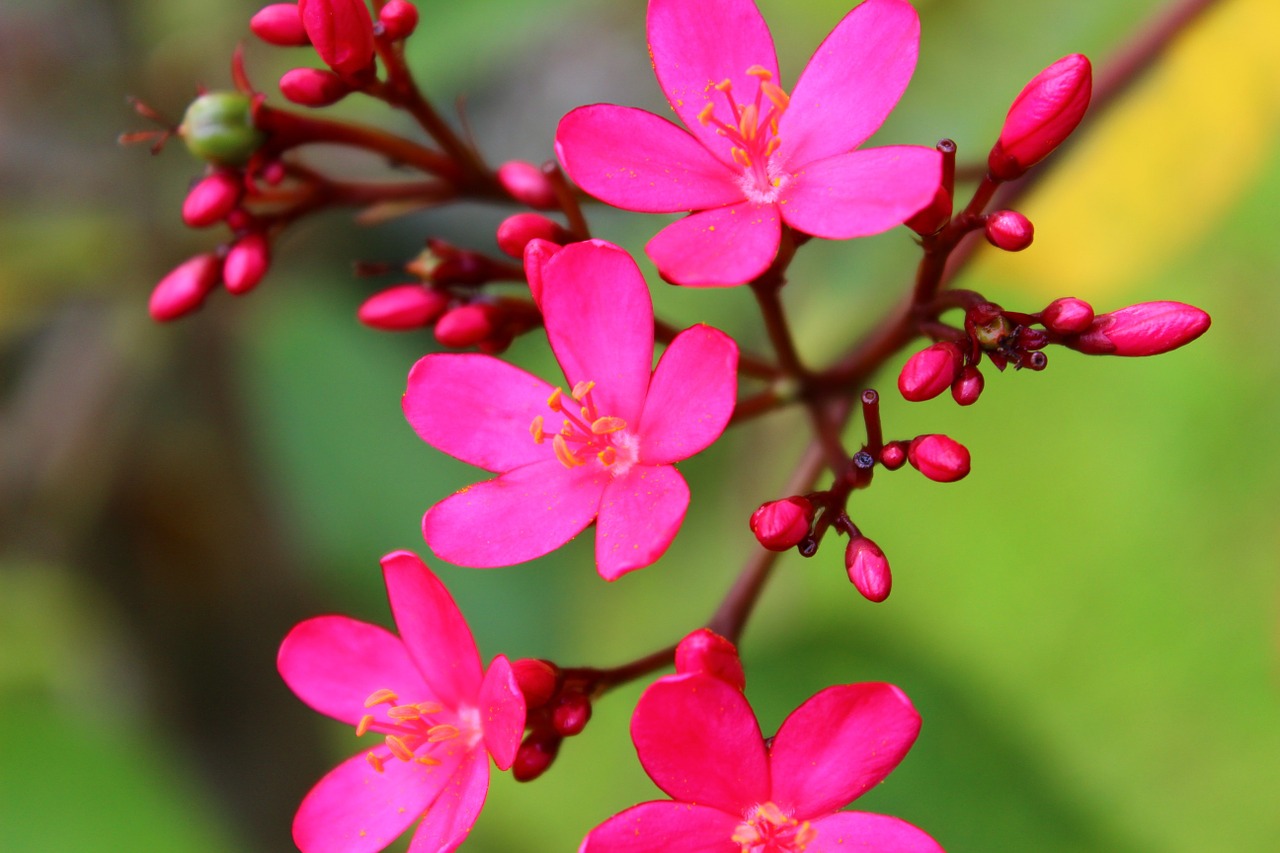 macro flower nature free photo