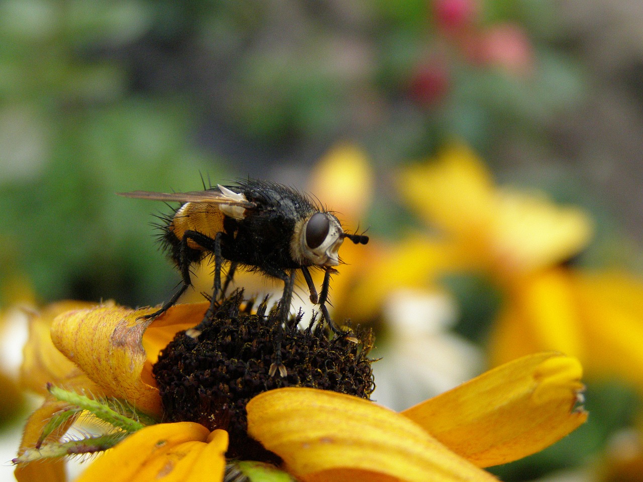 macro insects nature free photo