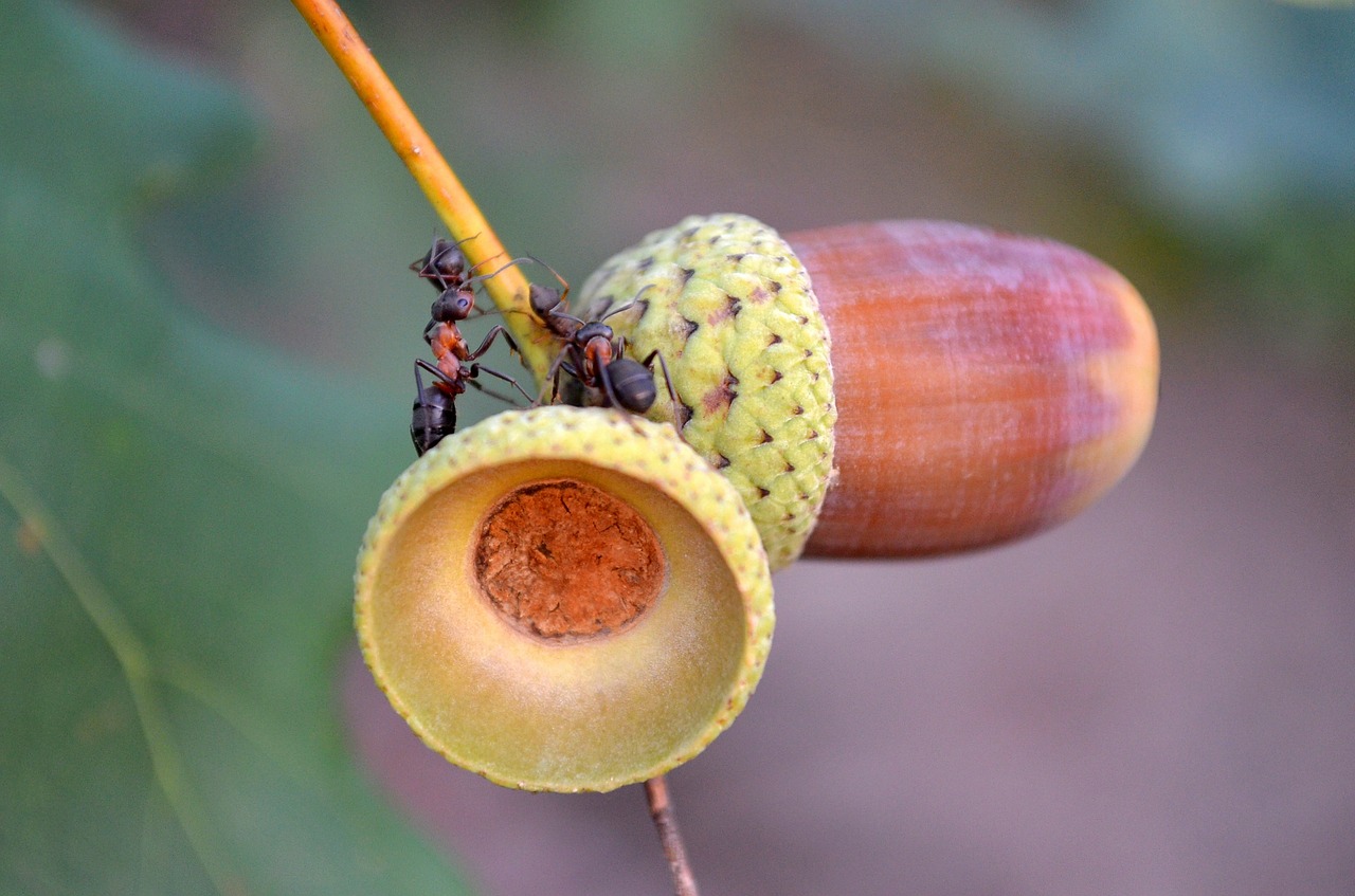 macro ants acorns free photo
