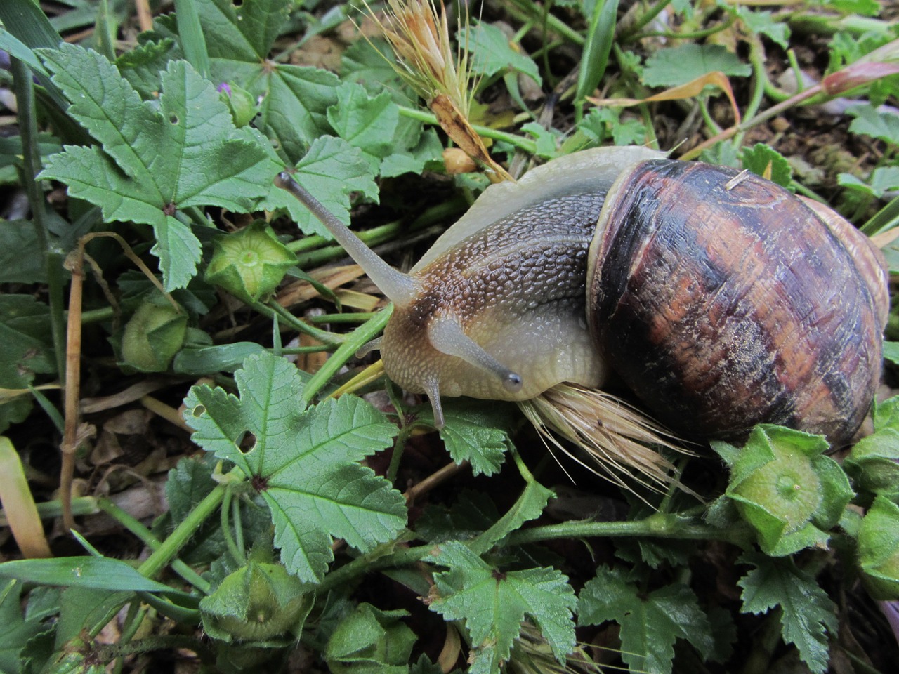 macro snail grass free photo