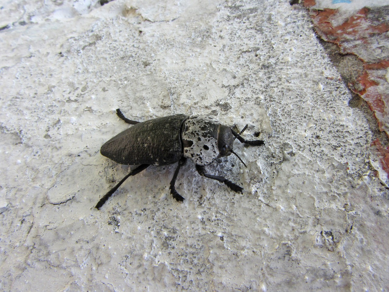 macro beetle yana free photo