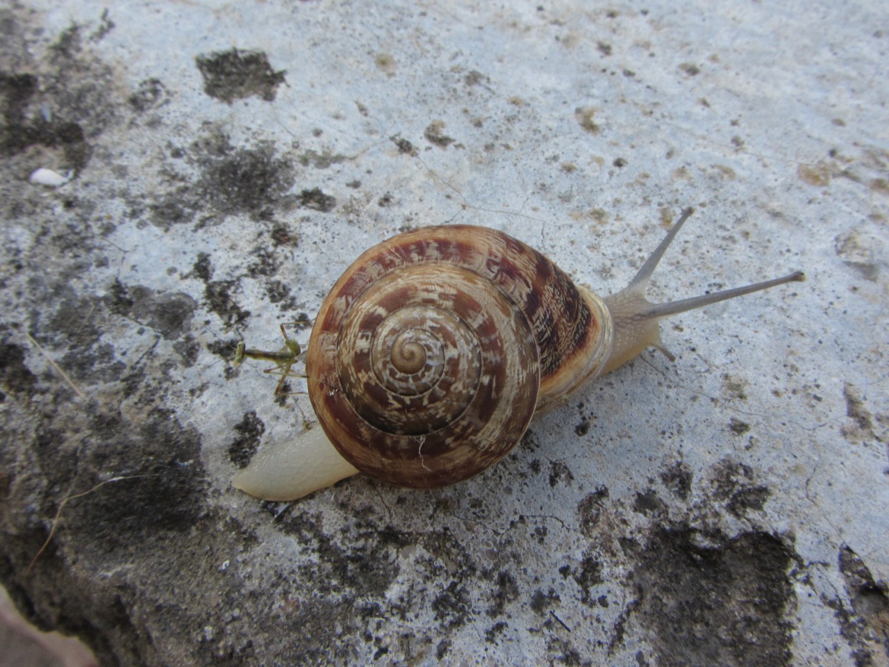 macro snail mussels free photo