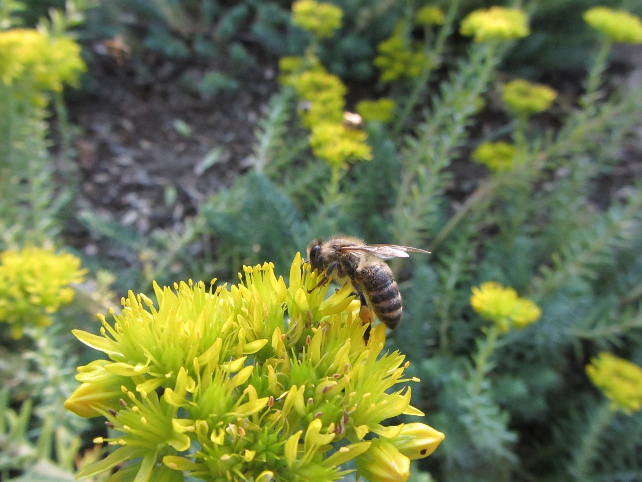 macro bee flower free photo