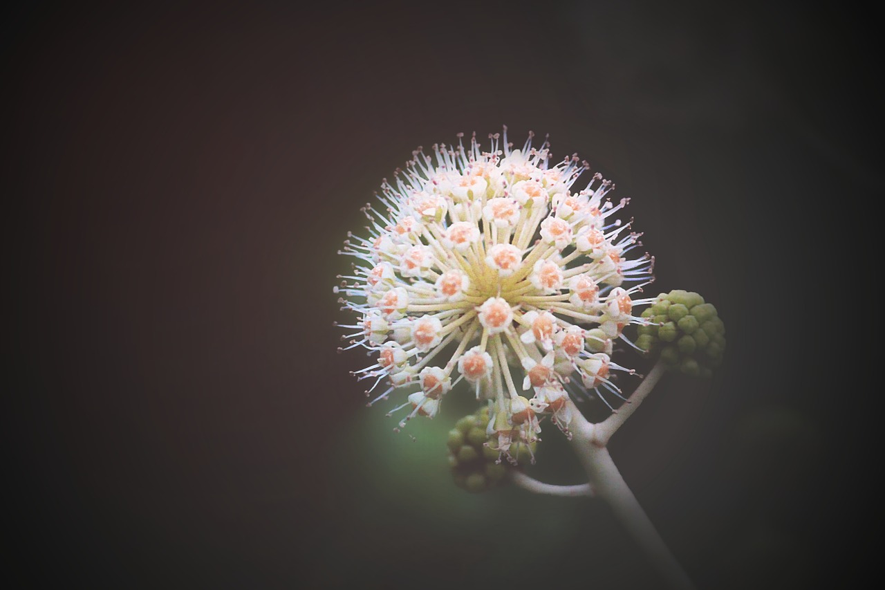 macro flower flora free photo