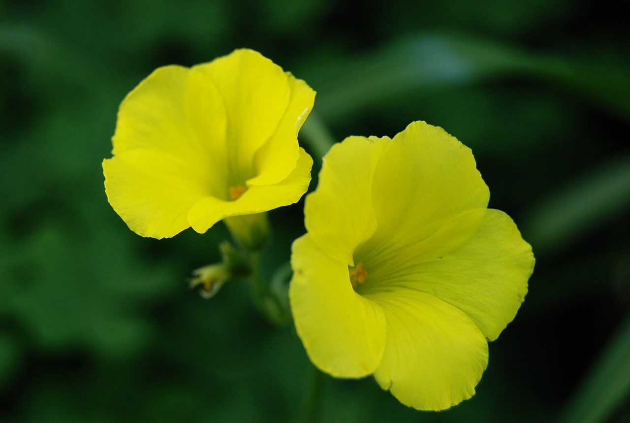 macro flowers yellow free photo