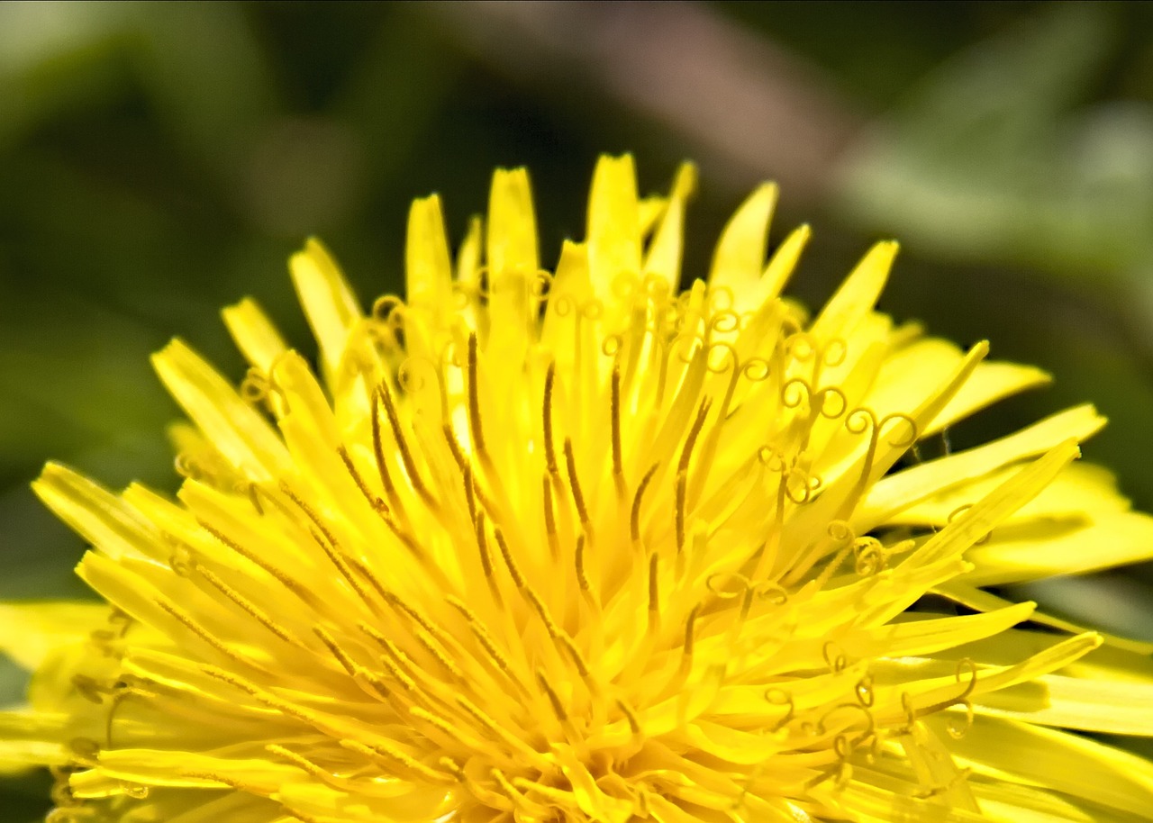 macro flower nature free photo