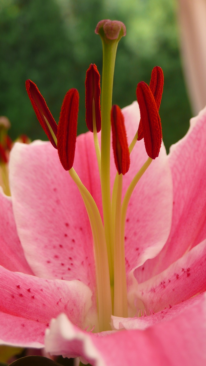 macro lily flower free photo