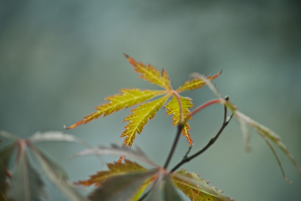 macro detail leaf free photo