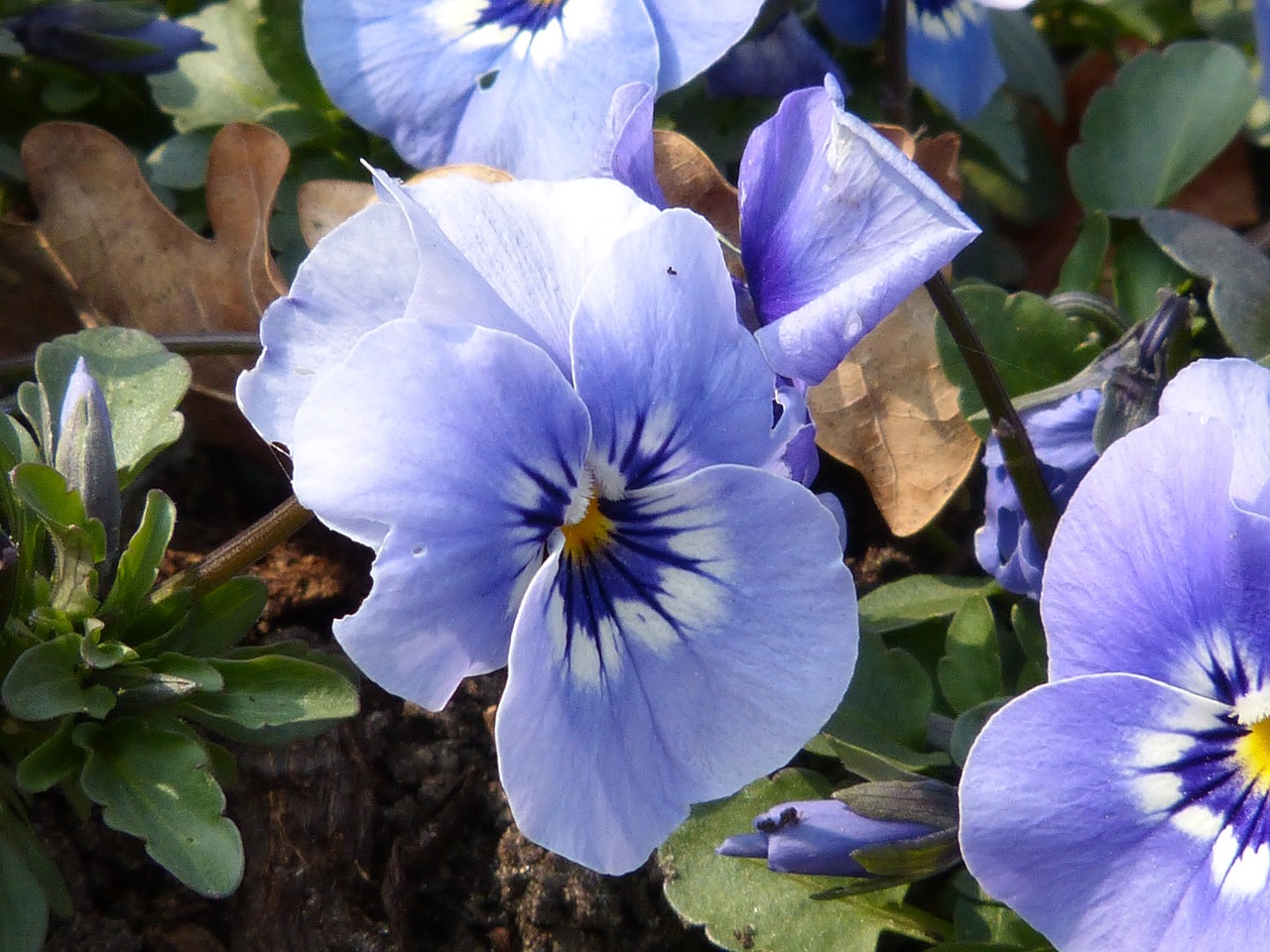 macro close blossom free photo