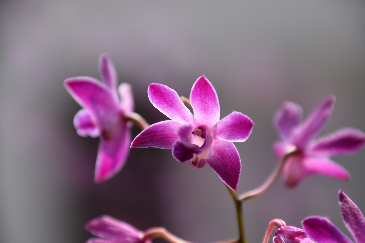 macro flower plant free photo