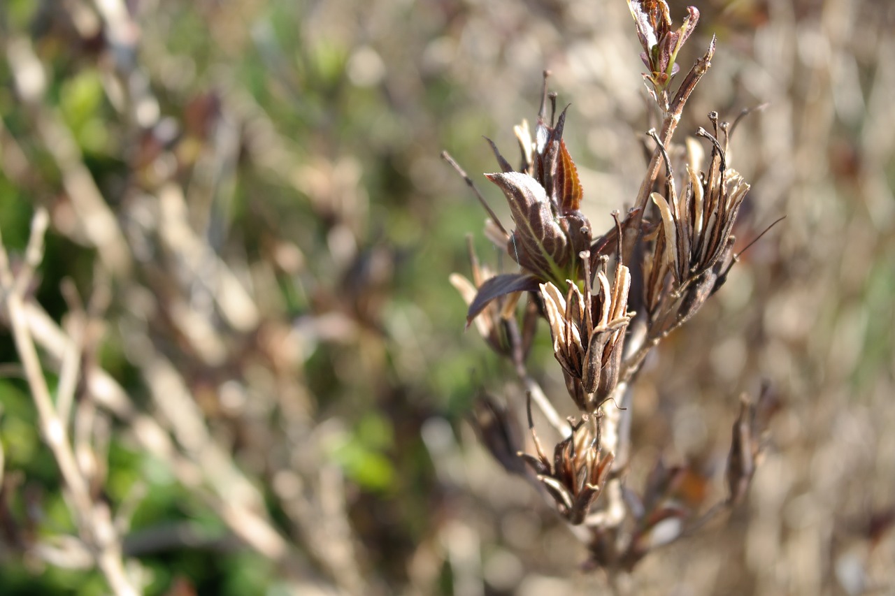 macro plant spring free photo