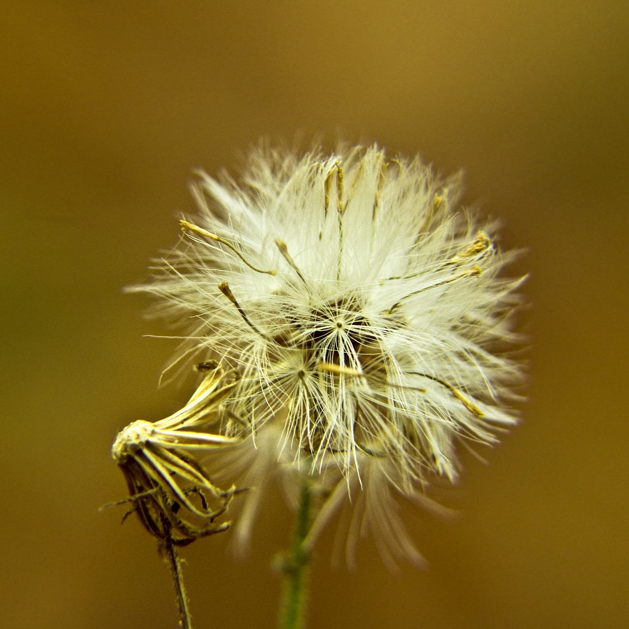 macro detail close free photo