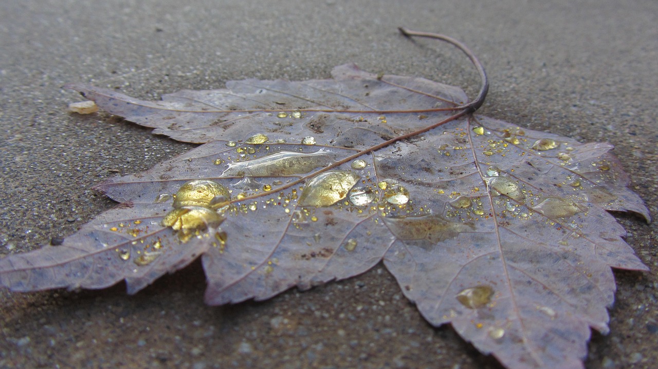 macro water yellow free photo