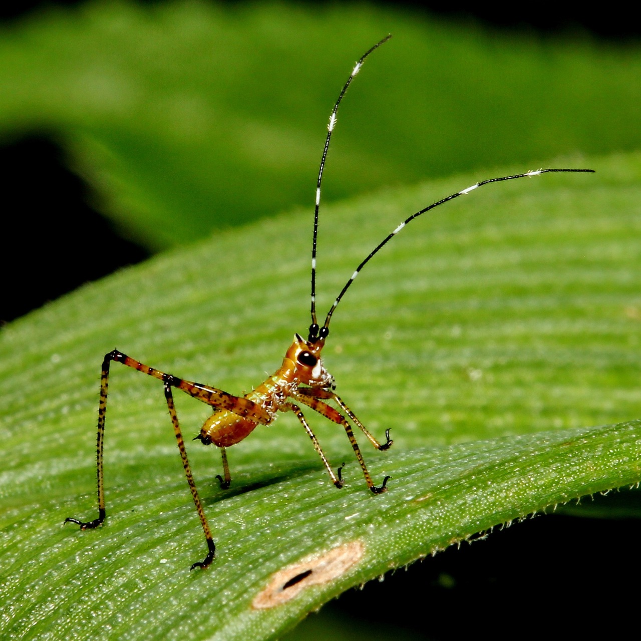 macro cricket baby free photo