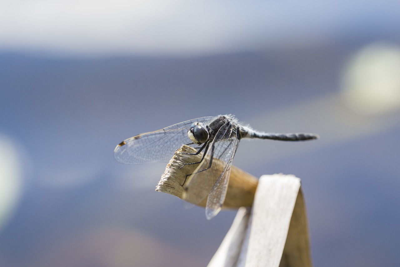 macro nature small free photo