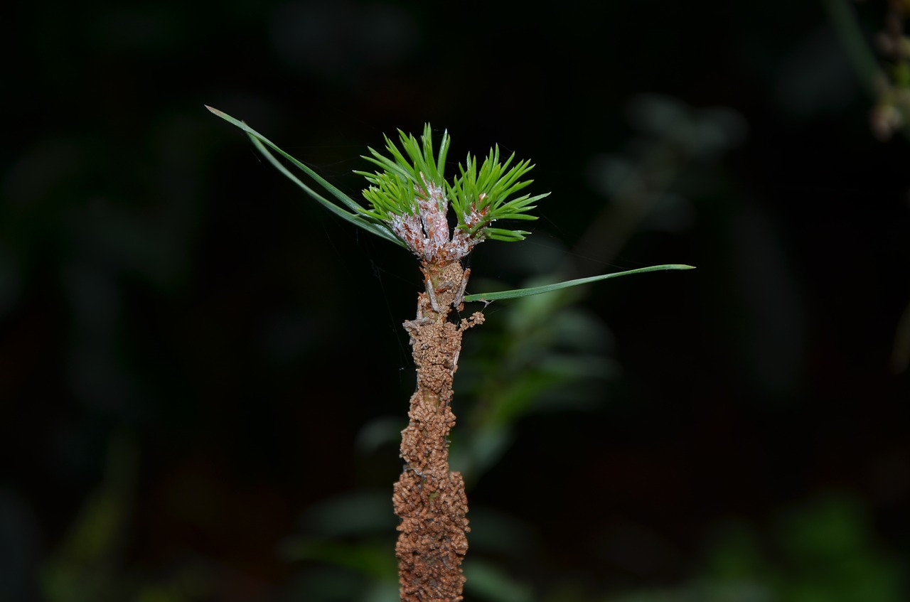 macro plant nature free photo