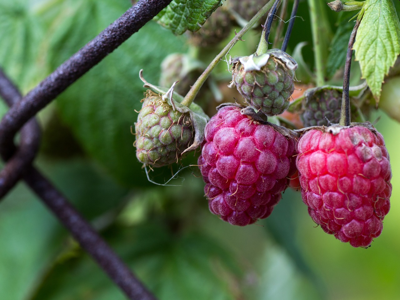 raspberries berries fruits free photo